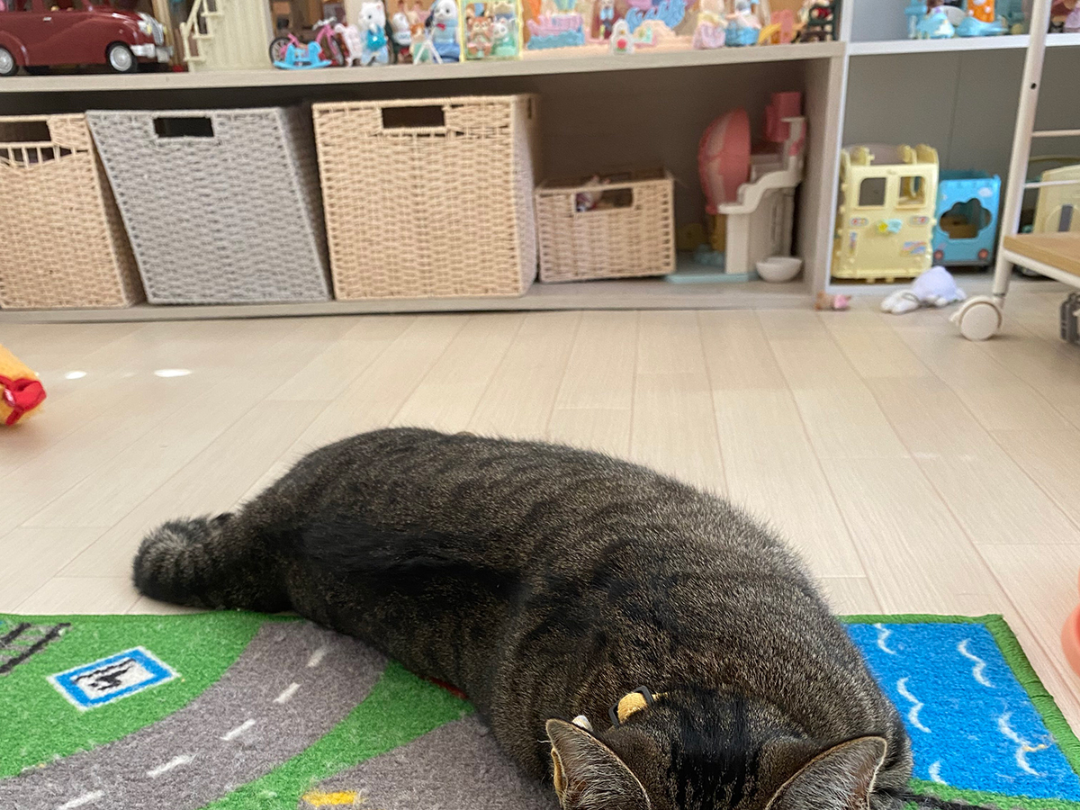猫のサンちゃん