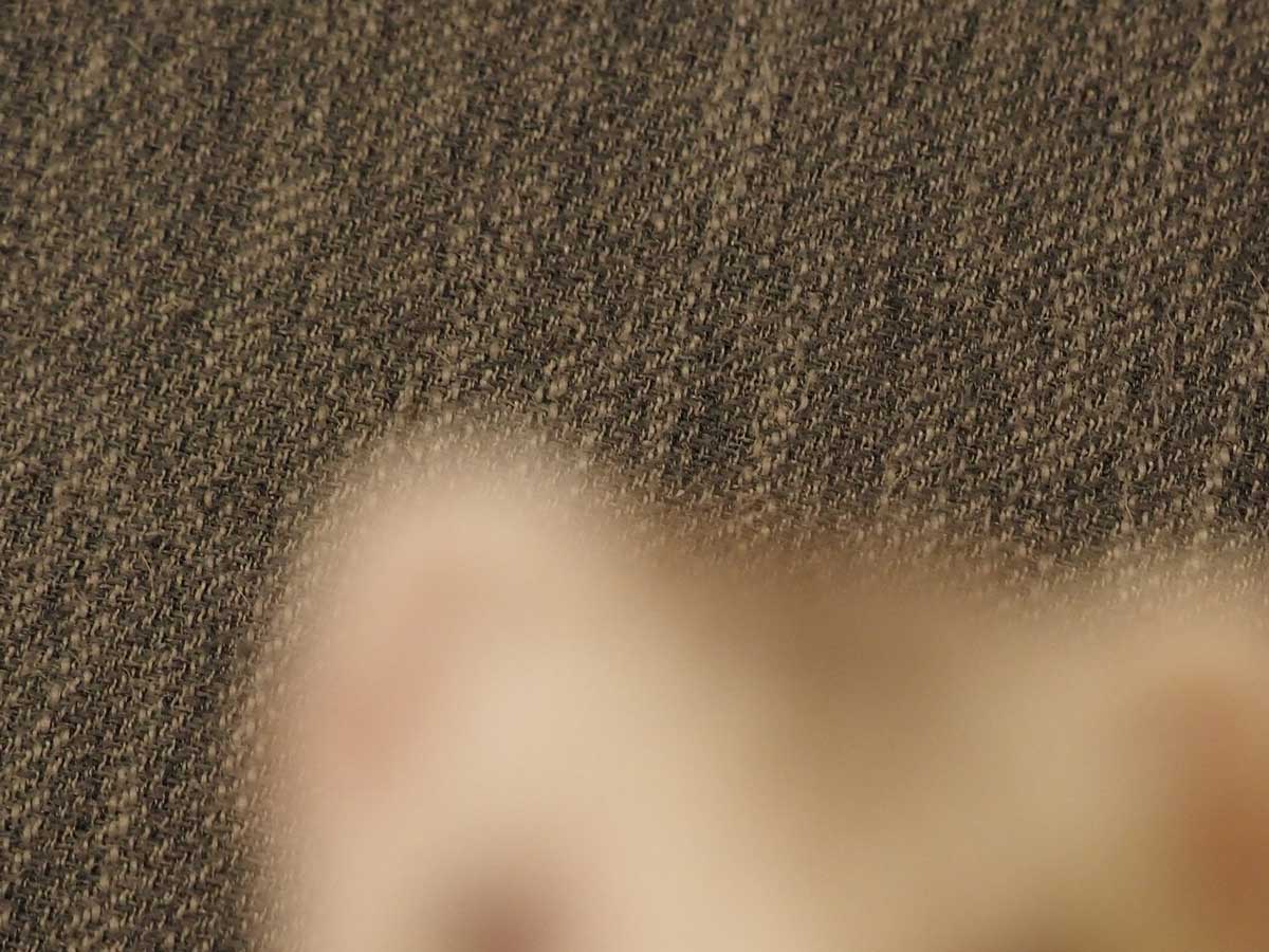 フェレット