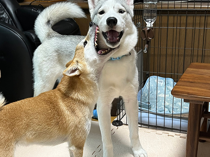 シベリアンハスキーのアシリちゃんと柴犬のリンちゃん