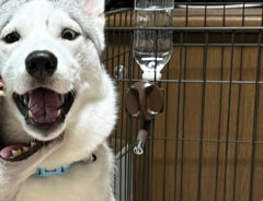シベリアンハスキーのアシリちゃんと柴犬のリンちゃん