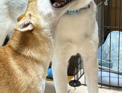 シベリアンハスキーのアシリちゃんと柴犬のリンちゃん