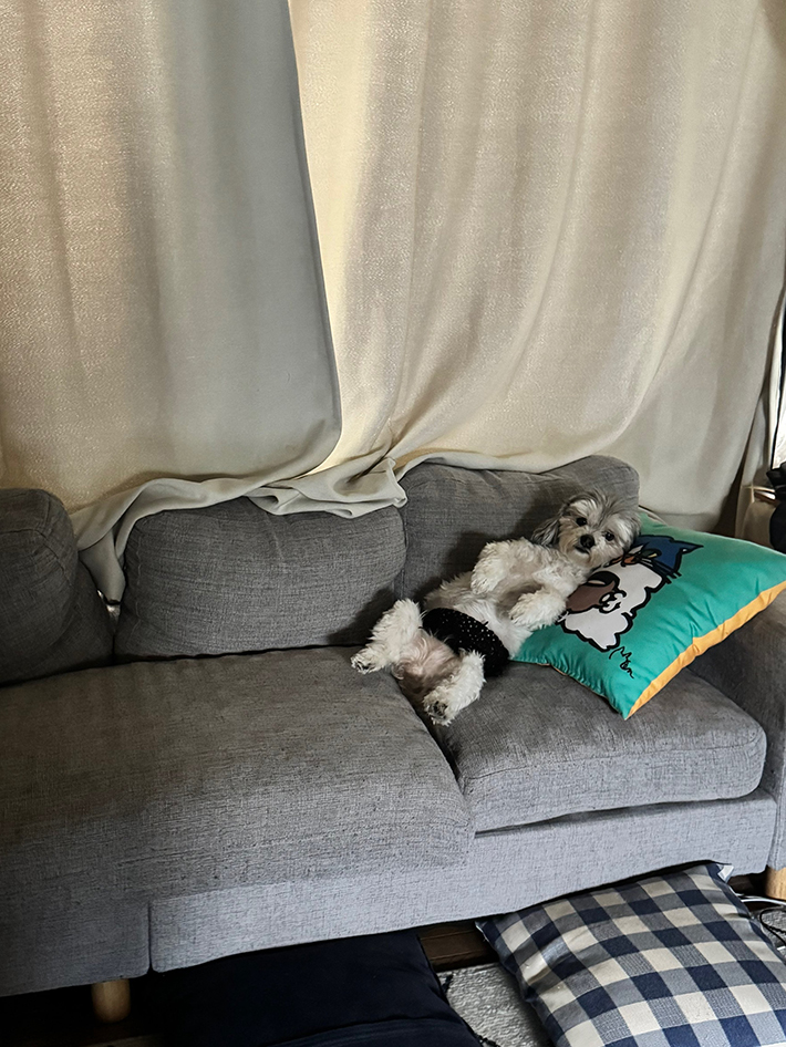 犬の写真