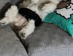 犬の写真