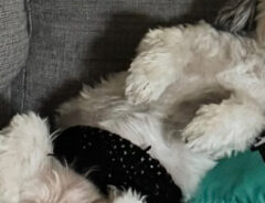 犬の写真