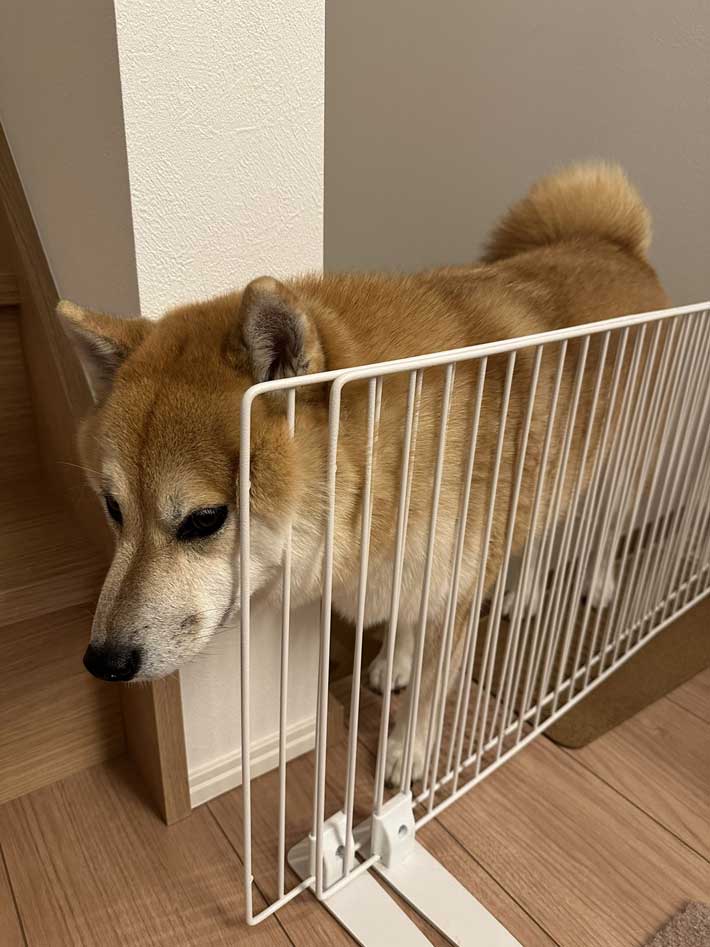 ゲージに挟まった柴犬