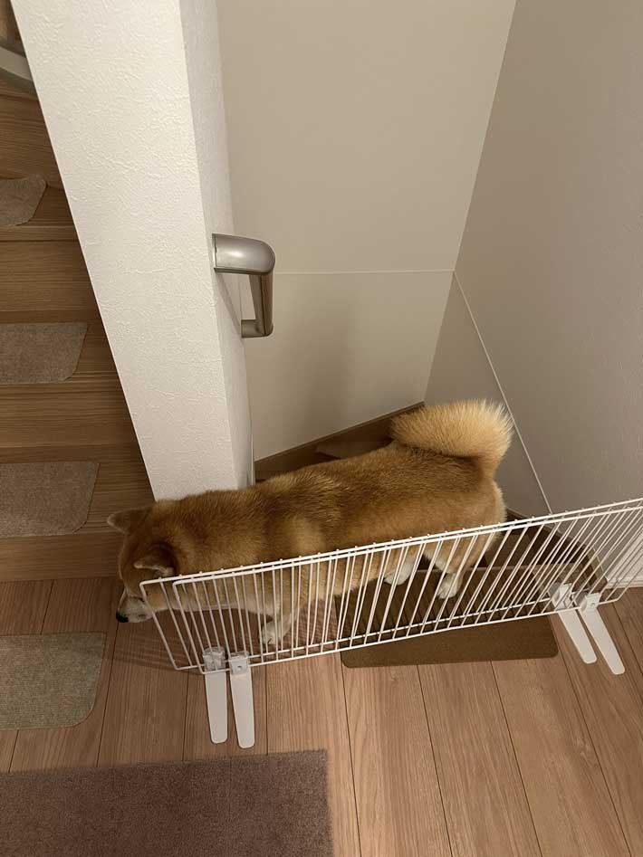ゲージに挟まった柴犬