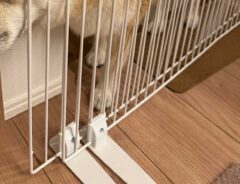 柴犬