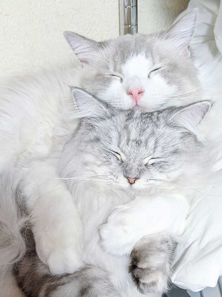 寄り添って眠る猫