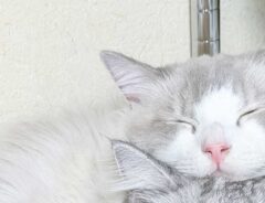 寄り添って寝る猫たち