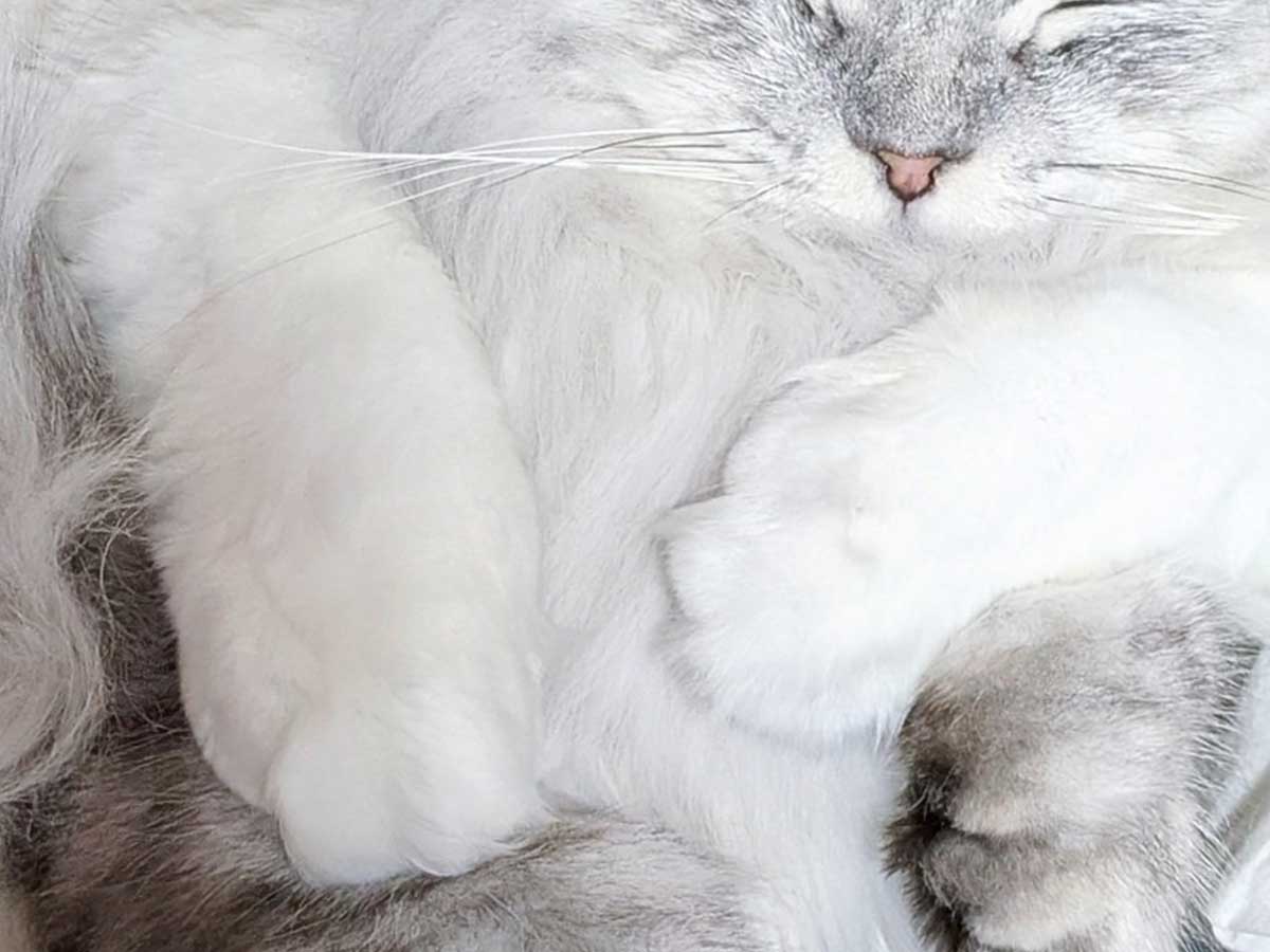 寄り添って寝る猫たち