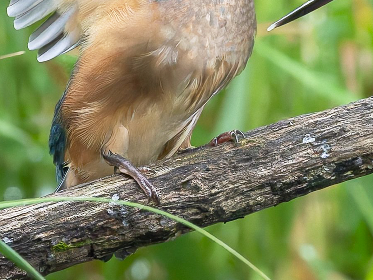 カワセミの写真