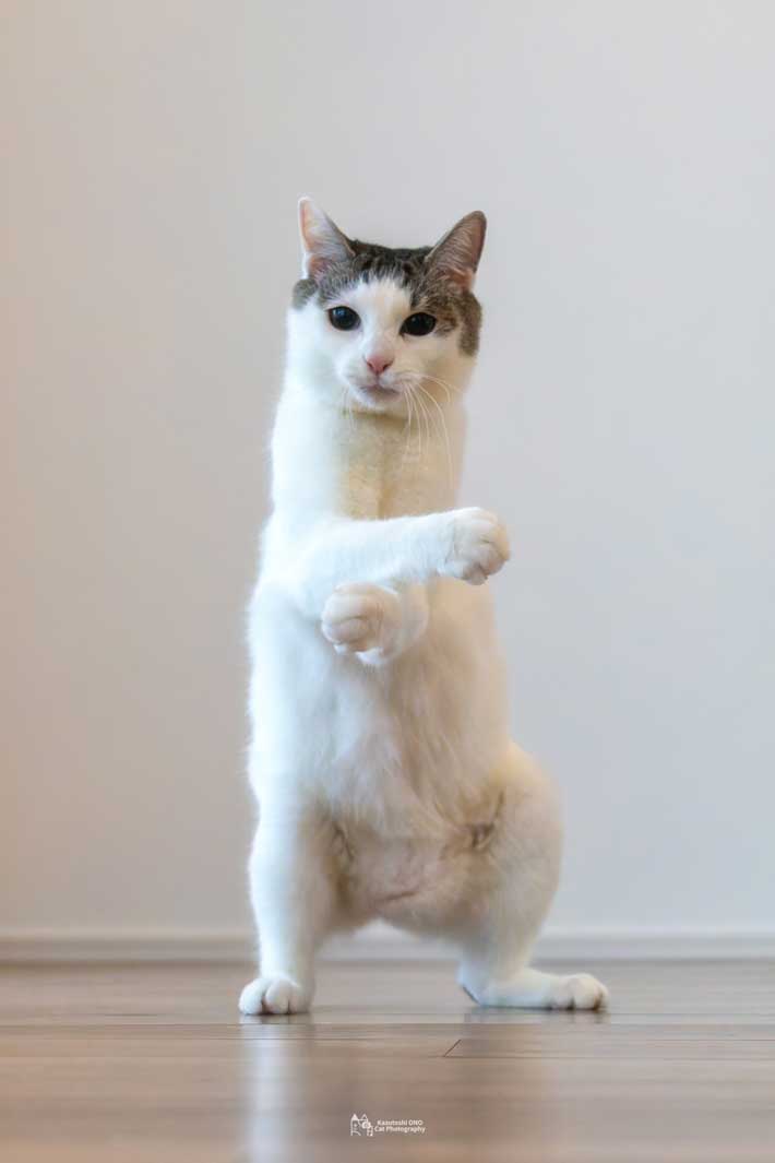 猫の画像