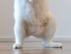 猫の画像