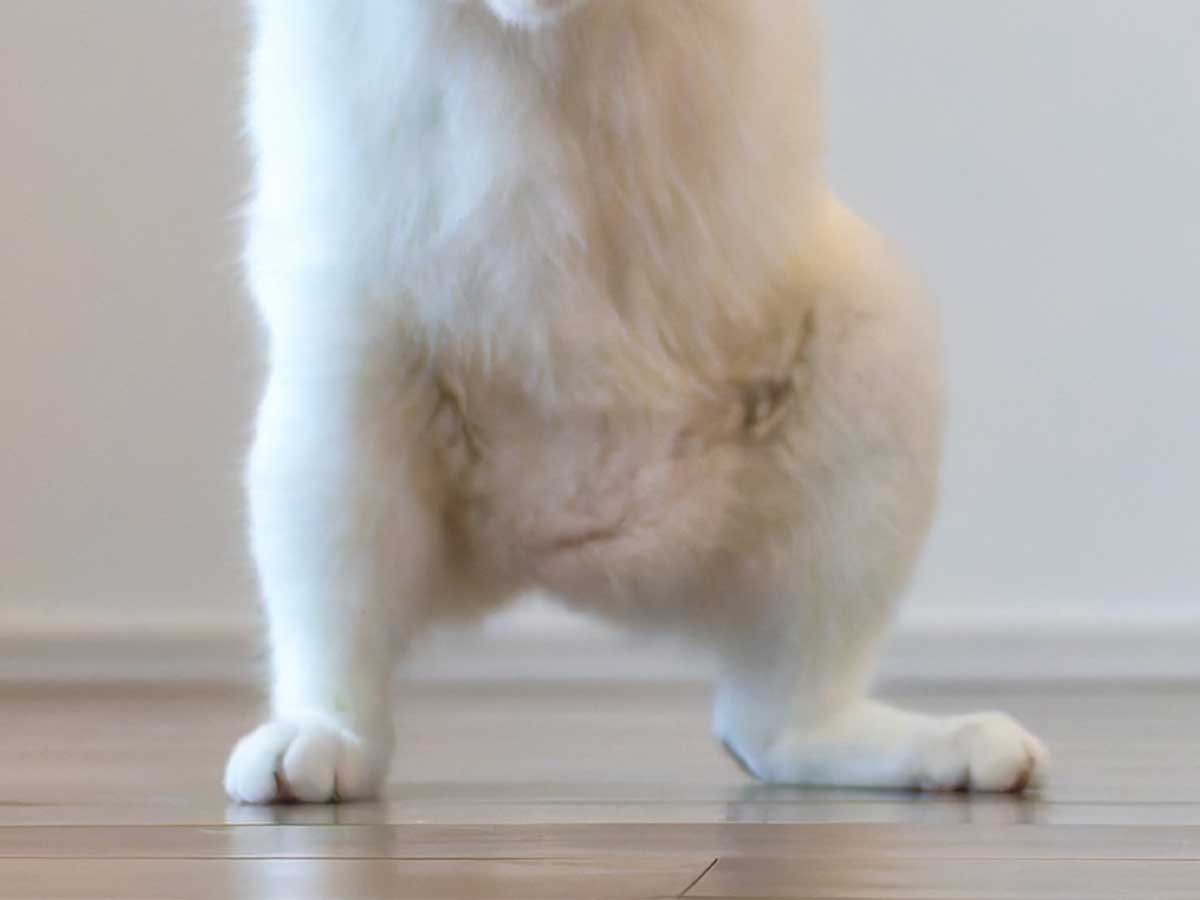 猫の画像