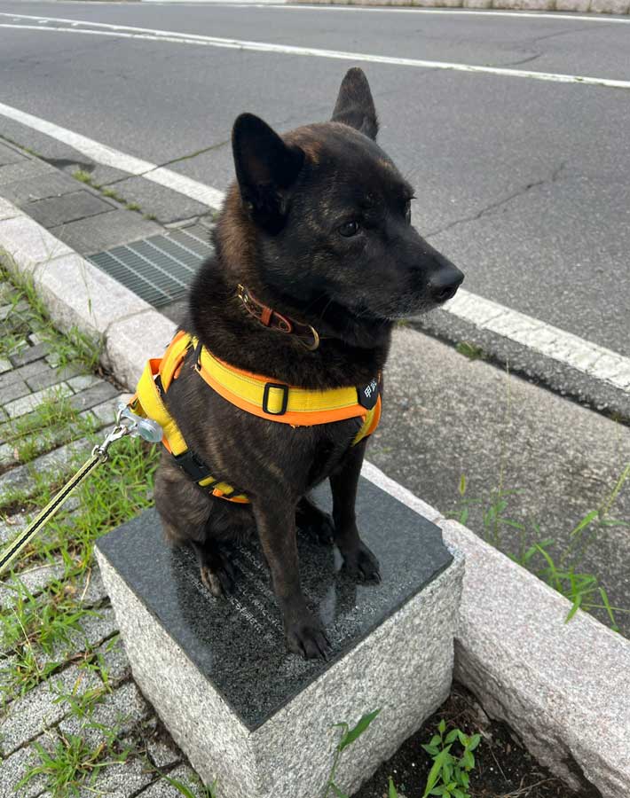 犬の写真
