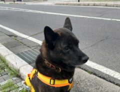 犬の写真