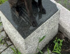 犬の写真