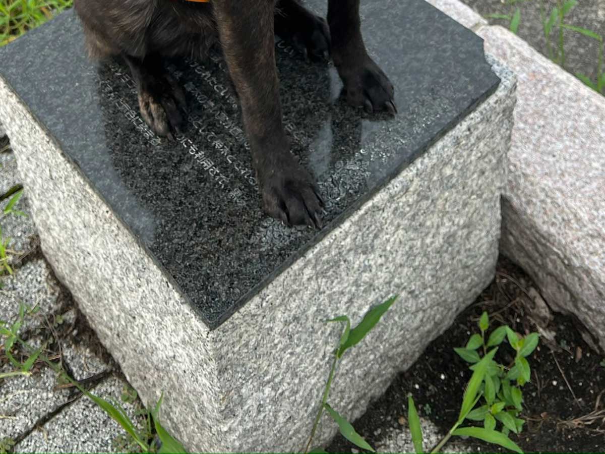 犬の写真