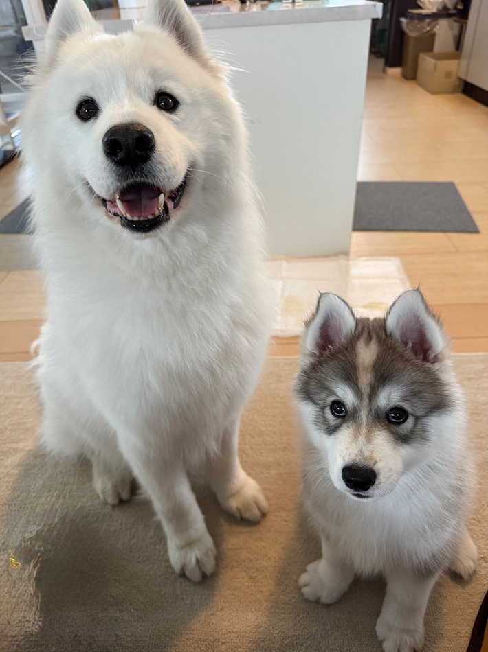 サモエドのSKI（スキー）くん、子犬のPOW（パウ）くん