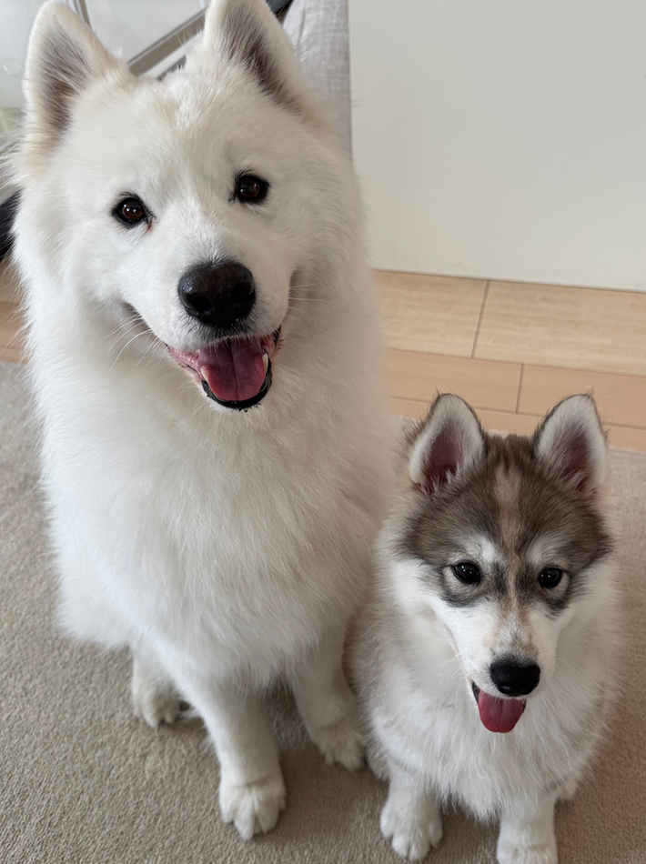サモエドのSKI（スキー）くん、子犬のPOW（パウ）くん