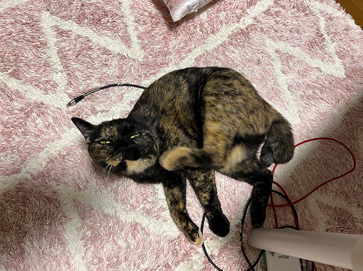 猫のくるみちゃん