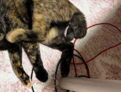 猫のくるみちゃん