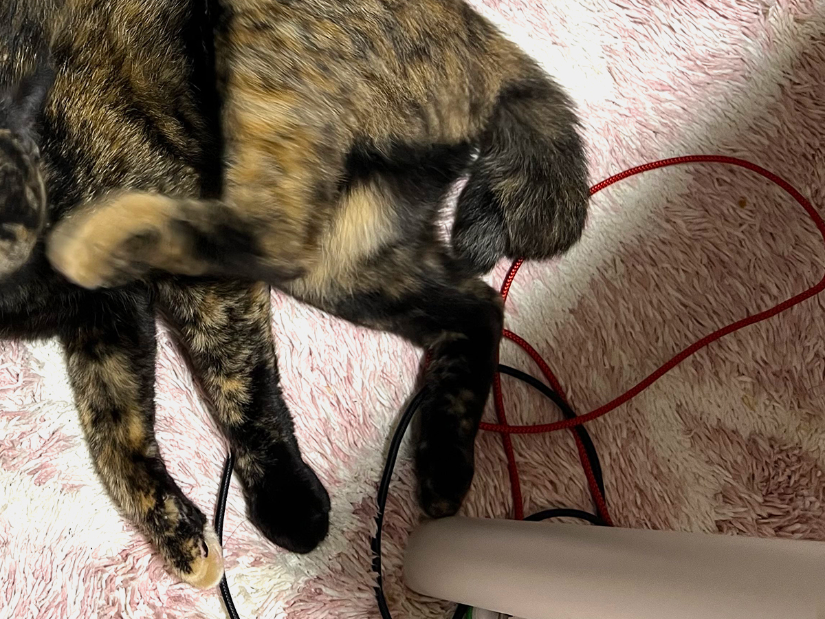 猫のくるみちゃん