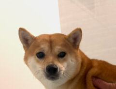 柴犬のわさびちゃん