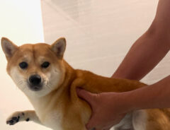 柴犬のわさびちゃん