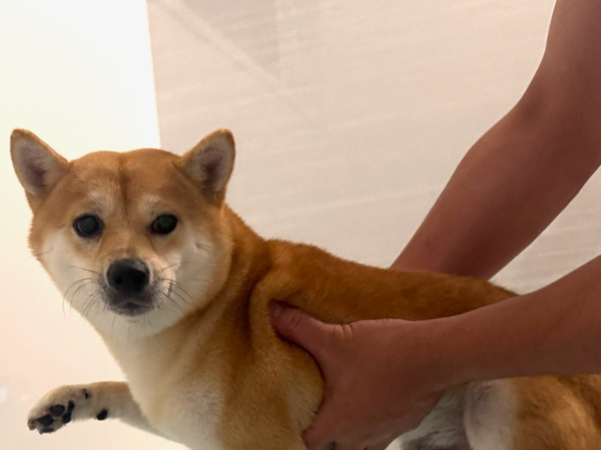 柴犬のわさびちゃん