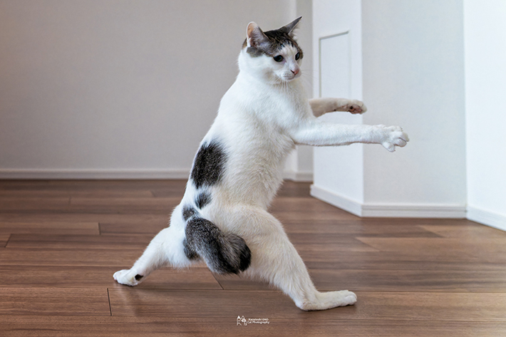 猫の写真