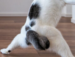 猫の写真