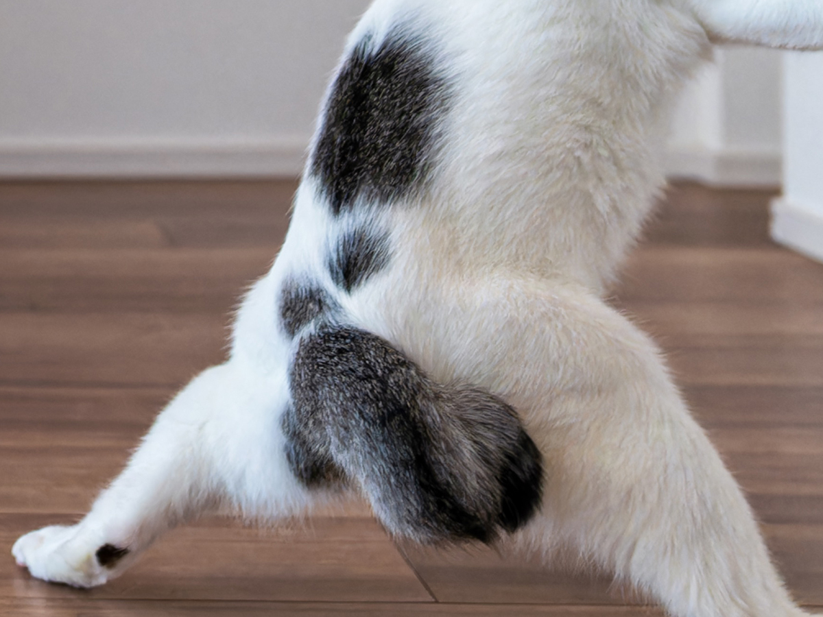 猫の写真