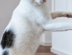 猫の写真