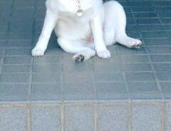 犬の写真