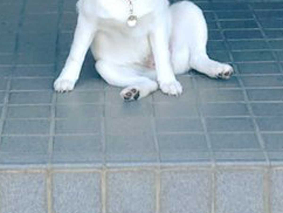 犬の写真