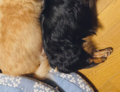 ダックスフンドとぬいぐるみ
