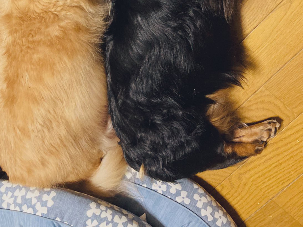 ダックスフンドとぬいぐるみ