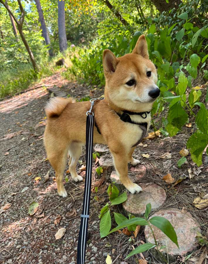 柴犬