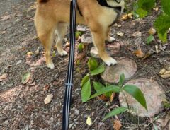 柴犬