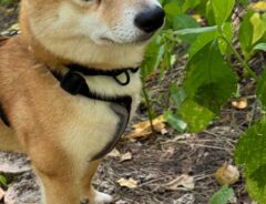 柴犬の写真