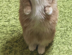 猫の写真