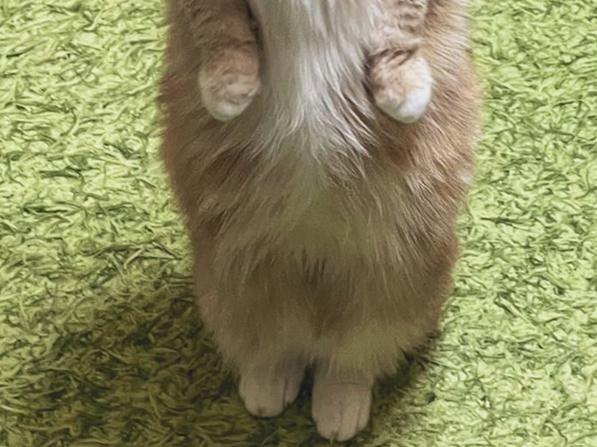 猫の写真