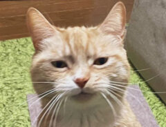 猫の写真