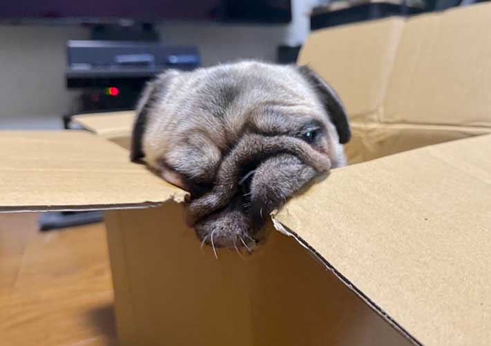 パグの写真