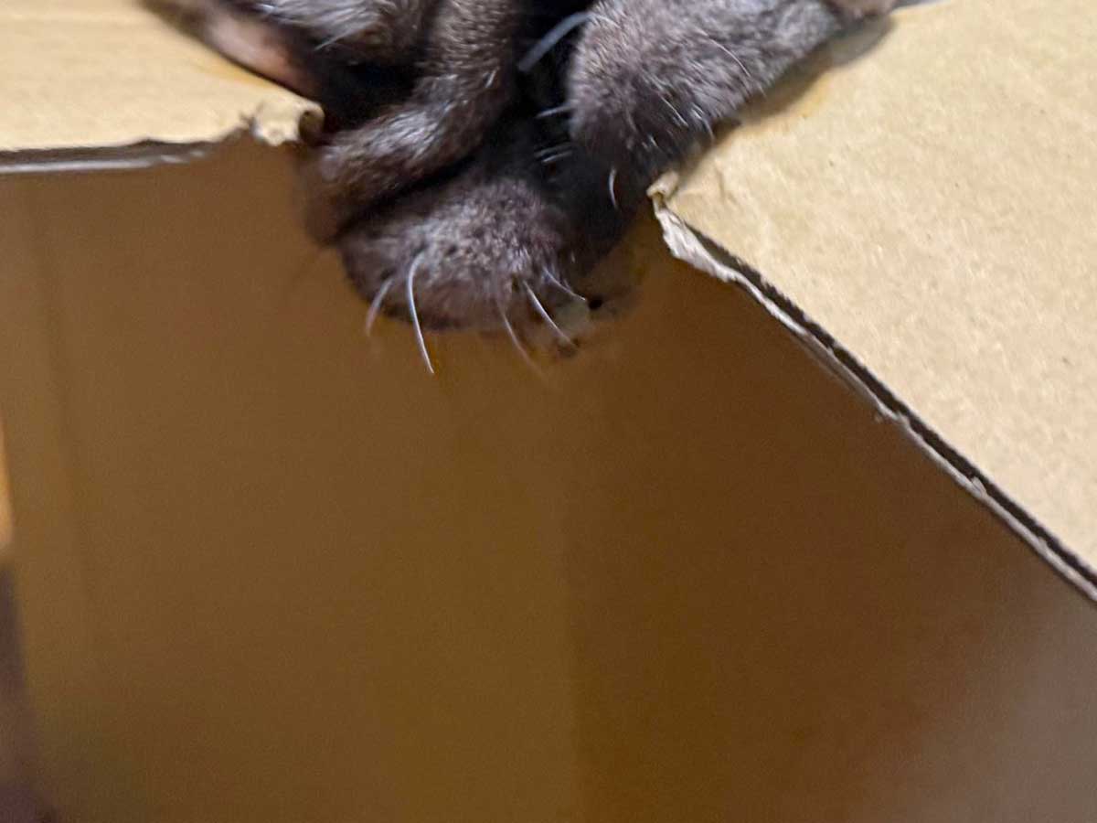 パグの写真