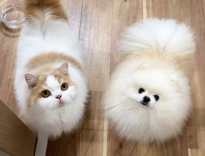 犬と猫の写真