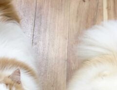 犬と猫の写真