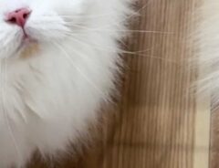 猫の写真