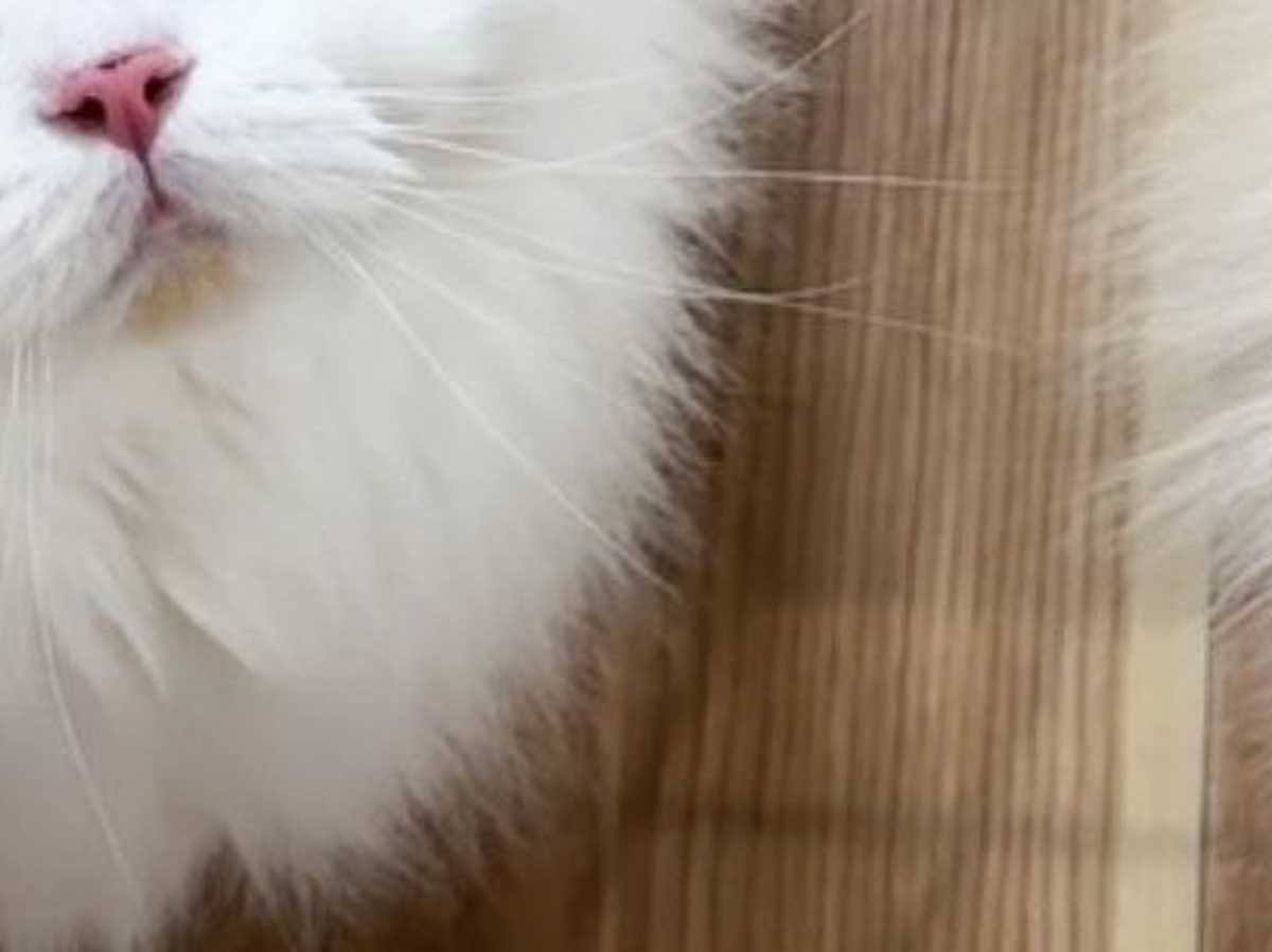 猫の写真